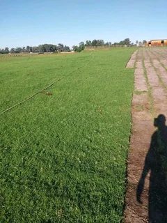 Delivery and installa buffalo grass