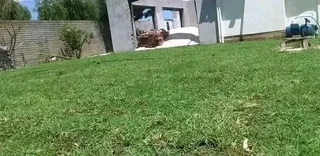 Delivery and installa buffalo grass