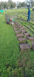 Delivery and installa buffalo grass