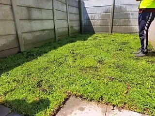 Delivery and installa buffalo grass