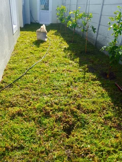 Delivery and installa buffalo grass