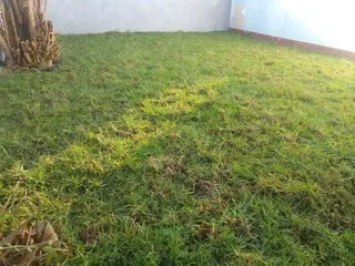 Delivery and installa buffalo grass
