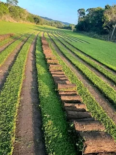 We do supply and installa buffalo grass and Kikuyu grass