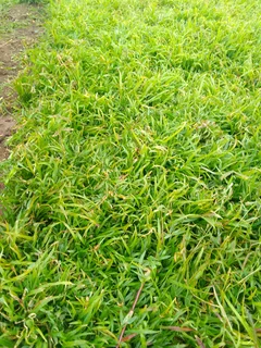 We do supply and installa buffalo grass and Kikuyu grass