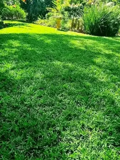 Roll on lawn Kikuyu grass