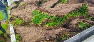 Delivery and installa Lm Berea grass and Kikuyu grass