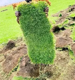 We do sell  green and fresh grass