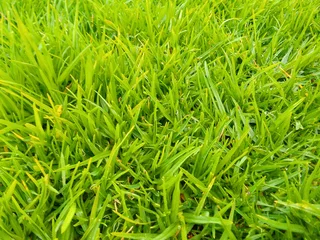 We do sell  green and fresh grass