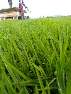We do sell  green and fresh grass