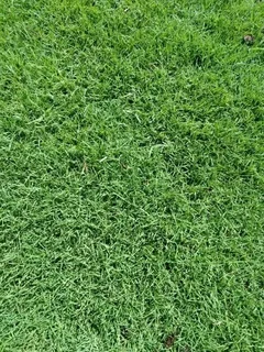 Supply and installa  Cyndone grass