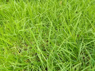 Supply and installa  Cyndone grass