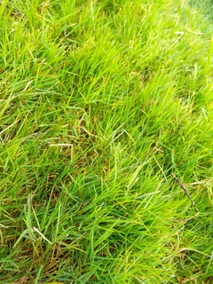 Supply and installa  Cyndone grass