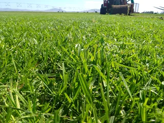 Fresh and green Kikuyu grass