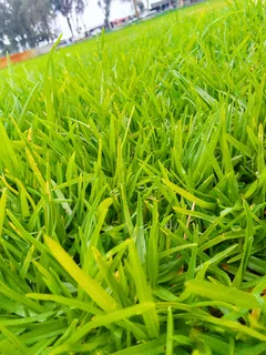 Roll on lawn Kikuyu grass and buffalo grass