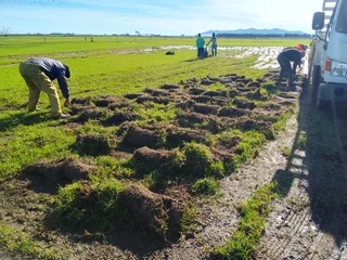 Roll on lawn Kikuyu grass and buffalo grass