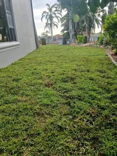 Delivery and installa buffalo grass and Kikuyu grass