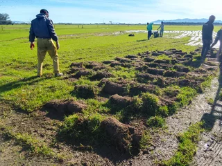 Delivery and installa buffalo grass and Kikuyu grass