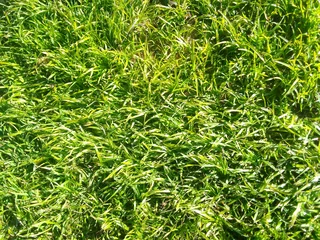 Delivery and installa buffalo grass and Kikuyu grass