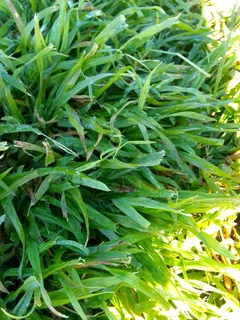 Delivery and installa buffalo grass and Kikuyu grass