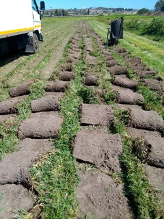 Roll on lawn Lm Berea grass