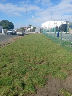 We do supply and installa. Buffalo grass and Kikuyu grass