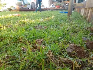 We do supply and installa. Buffalo grass and Kikuyu grass