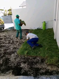 Supply and installa buffalo grass