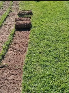 Supply and installa buffalo grass