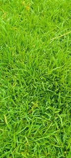 Green and fresh grass