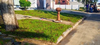 Green and fresh grass