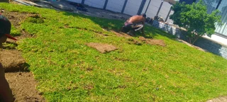 Green and fresh grass