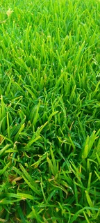 Green and fresh grass