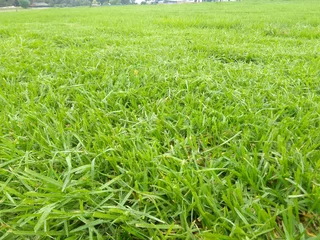 Supply and installa buffalo grass