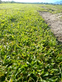 Roll on lawn Lm Berea grass