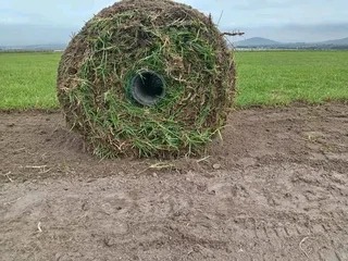 Roll on lawn Lm Berea grass