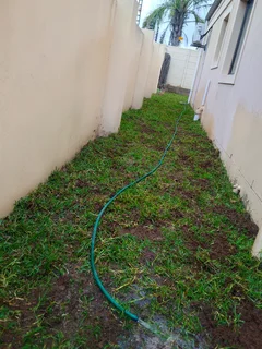 Delivery and installa buffalo grass and Kikuyu grass