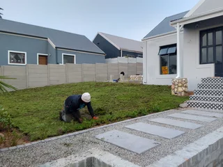 Delivery and installa buffalo grass and Kikuyu grass