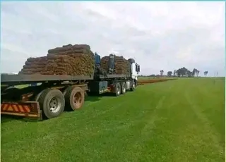 Roll on lawn Cynadone grass