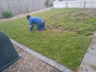 Roll on lawn Cynadone grass