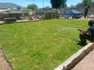 Roll on lawn Cynadone grass