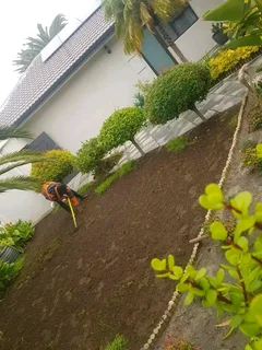 Roll on lawn Cynadone grass