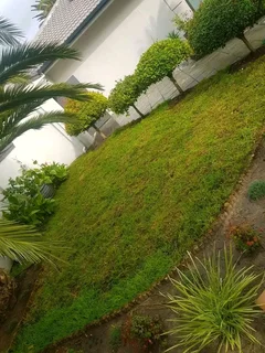 Roll on lawn Cynadone grass