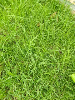 Roll on lawn Cynadone grass