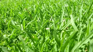 We do supply and installa  buffalo grass