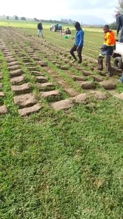 We do supply and installa  buffalo grass