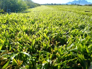 Roll on lawn Kikuyu grass