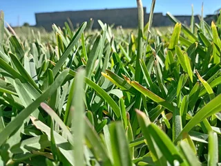 Roll on lawn Kikuyu grass