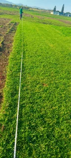 Roll on lawn Kikuyu grass