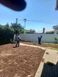 Roll on lawn Lm Berea grass