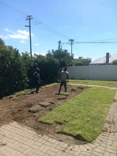 Roll on lawn Lm Berea grass